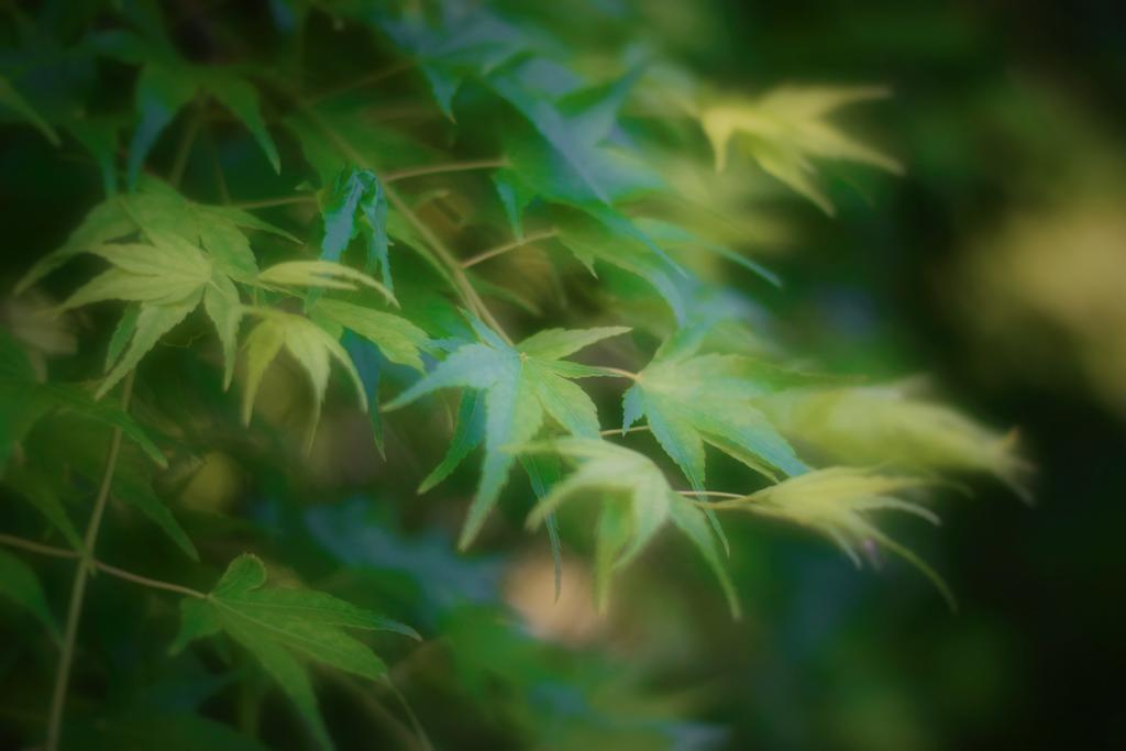 Vila Kyoto Senraku Exteriér fotografie